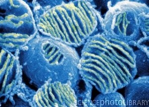 dyed  microscopic image of busted mitochondria showing the inner reticulated membrane
